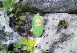 tabi2010.12 005.jpg