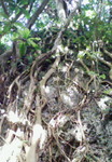tabi2010.12 023.jpg